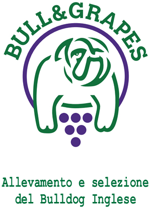 Bull & Grapes - Allevamento e selezione del Bulldog Inglese